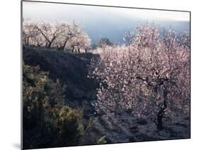 Almond Blossom in Spring, Costa Blanca, Valencia Region, Spain-Tony Waltham-Mounted Photographic Print
