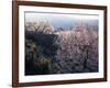 Almond Blossom in Spring, Costa Blanca, Valencia Region, Spain-Tony Waltham-Framed Photographic Print