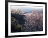 Almond Blossom in Spring, Costa Blanca, Valencia Region, Spain-Tony Waltham-Framed Photographic Print