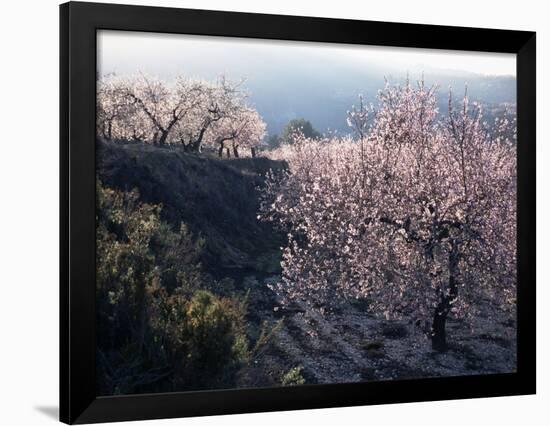 Almond Blossom in Spring, Costa Blanca, Valencia Region, Spain-Tony Waltham-Framed Photographic Print