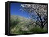 Almond Blossom in Springtime in the Alpujarras, Granada, Andalucia, Spain, Europe-Tomlinson Ruth-Framed Stretched Canvas