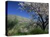 Almond Blossom in Springtime in the Alpujarras, Granada, Andalucia, Spain, Europe-Tomlinson Ruth-Stretched Canvas