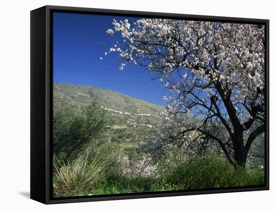 Almond Blossom in Springtime in the Alpujarras, Granada, Andalucia, Spain, Europe-Tomlinson Ruth-Framed Stretched Canvas