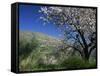 Almond Blossom in Springtime in the Alpujarras, Granada, Andalucia, Spain, Europe-Tomlinson Ruth-Framed Stretched Canvas