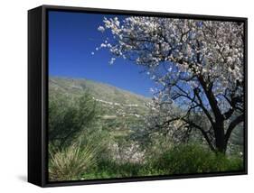 Almond Blossom in Springtime in the Alpujarras, Granada, Andalucia, Spain, Europe-Tomlinson Ruth-Framed Stretched Canvas