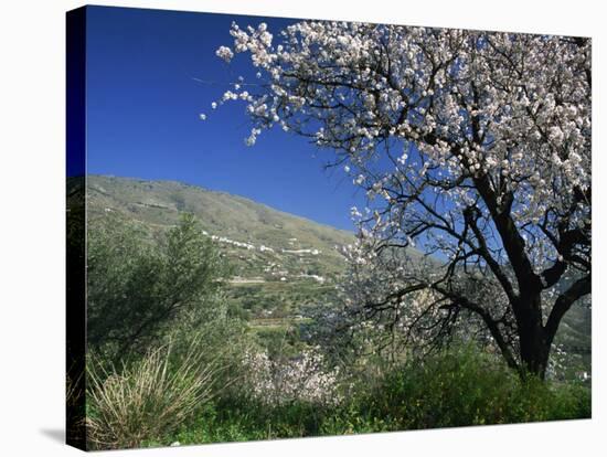 Almond Blossom in Springtime in the Alpujarras, Granada, Andalucia, Spain, Europe-Tomlinson Ruth-Stretched Canvas