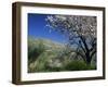 Almond Blossom in Springtime in the Alpujarras, Granada, Andalucia, Spain, Europe-Tomlinson Ruth-Framed Photographic Print