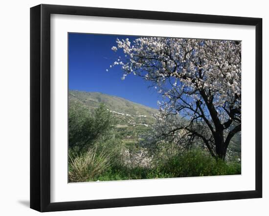 Almond Blossom in Springtime in the Alpujarras, Granada, Andalucia, Spain, Europe-Tomlinson Ruth-Framed Photographic Print