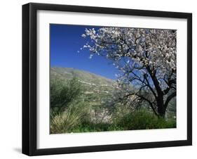 Almond Blossom in Springtime in the Alpujarras, Granada, Andalucia, Spain, Europe-Tomlinson Ruth-Framed Photographic Print