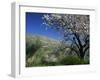 Almond Blossom in Springtime in the Alpujarras, Granada, Andalucia, Spain, Europe-Tomlinson Ruth-Framed Photographic Print