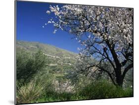 Almond Blossom in Springtime in the Alpujarras, Granada, Andalucia, Spain, Europe-Tomlinson Ruth-Mounted Photographic Print