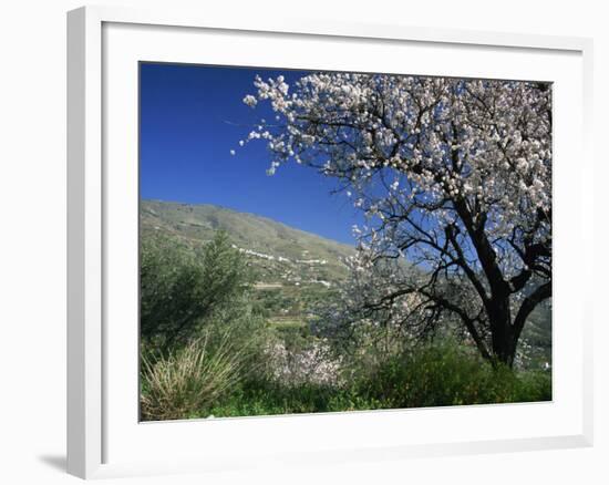 Almond Blossom in Springtime in the Alpujarras, Granada, Andalucia, Spain, Europe-Tomlinson Ruth-Framed Photographic Print