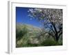 Almond Blossom in Springtime in the Alpujarras, Granada, Andalucia, Spain, Europe-Tomlinson Ruth-Framed Photographic Print