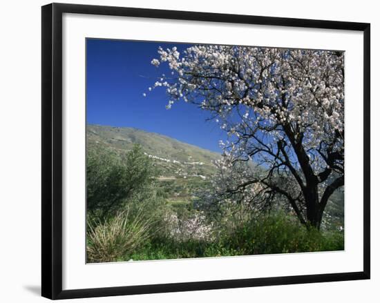 Almond Blossom in Springtime in the Alpujarras, Granada, Andalucia, Spain, Europe-Tomlinson Ruth-Framed Photographic Print