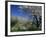 Almond Blossom in Springtime in the Alpujarras, Granada, Andalucia, Spain, Europe-Tomlinson Ruth-Framed Photographic Print