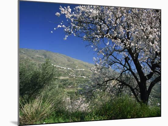 Almond Blossom in Springtime in the Alpujarras, Granada, Andalucia, Spain, Europe-Tomlinson Ruth-Mounted Photographic Print