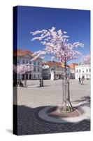 Almond Blossom in the Market Place, Landau, Deutsche Weinstrasse (German Wine Road)-Markus Lange-Stretched Canvas