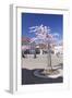 Almond Blossom in the Market Place, Landau, Deutsche Weinstrasse (German Wine Road)-Markus Lange-Framed Photographic Print