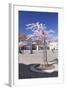 Almond Blossom in the Market Place, Landau, Deutsche Weinstrasse (German Wine Road)-Markus Lange-Framed Photographic Print