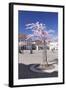 Almond Blossom in the Market Place, Landau, Deutsche Weinstrasse (German Wine Road)-Markus Lange-Framed Photographic Print