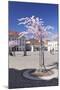 Almond Blossom in the Market Place, Landau, Deutsche Weinstrasse (German Wine Road)-Markus Lange-Mounted Photographic Print