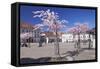 Almond Blossom in the Market Place, Landau, Deutsche Weinstrasse (German Wine Road)-Markus Lange-Framed Stretched Canvas