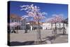 Almond Blossom in the Market Place, Landau, Deutsche Weinstrasse (German Wine Road)-Markus Lange-Stretched Canvas