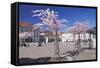 Almond Blossom in the Market Place, Landau, Deutsche Weinstrasse (German Wine Road)-Markus Lange-Framed Stretched Canvas