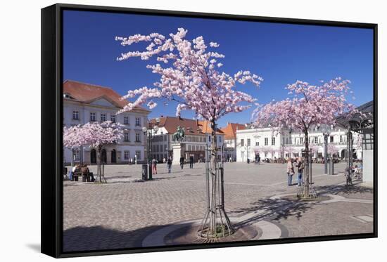 Almond Blossom in the Market Place, Landau, Deutsche Weinstrasse (German Wine Road)-Markus Lange-Framed Stretched Canvas