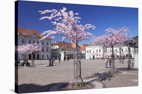 Almond Blossom in the Market Place, Landau, Deutsche Weinstrasse (German Wine Road)-Markus Lange-Stretched Canvas