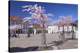 Almond Blossom in the Market Place, Landau, Deutsche Weinstrasse (German Wine Road)-Markus Lange-Stretched Canvas