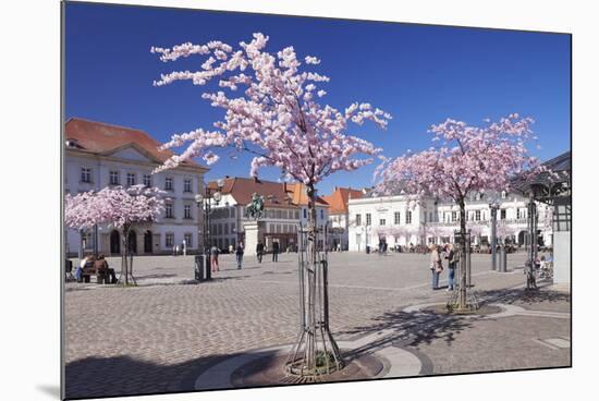 Almond Blossom in the Market Place, Landau, Deutsche Weinstrasse (German Wine Road)-Markus Lange-Mounted Photographic Print