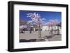 Almond Blossom in the Market Place, Landau, Deutsche Weinstrasse (German Wine Road)-Markus Lange-Framed Photographic Print