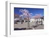 Almond Blossom in the Market Place, Landau, Deutsche Weinstrasse (German Wine Road)-Markus Lange-Framed Photographic Print