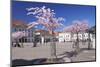 Almond Blossom in the Market Place, Landau, Deutsche Weinstrasse (German Wine Road)-Markus Lange-Mounted Photographic Print