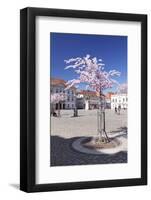 Almond Blossom in the Market Place, Landau, Deutsche Weinstrasse (German Wine Road)-Markus Lange-Framed Photographic Print