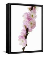 Almond Blossom on a Branch-Kai Stiepel-Framed Stretched Canvas