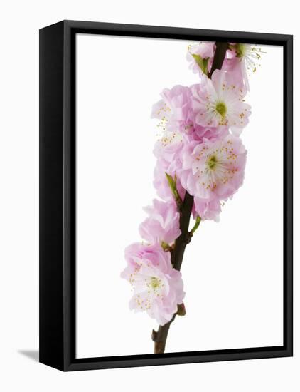 Almond Blossom on a Branch-Kai Stiepel-Framed Stretched Canvas