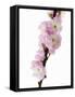 Almond Blossom on a Branch-Kai Stiepel-Framed Stretched Canvas