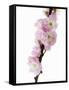 Almond Blossom on a Branch-Kai Stiepel-Framed Stretched Canvas