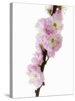 Almond Blossom on a Branch-Kai Stiepel-Stretched Canvas