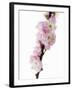 Almond Blossom on a Branch-Kai Stiepel-Framed Photographic Print