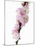 Almond Blossom on a Branch-Kai Stiepel-Mounted Photographic Print