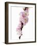 Almond Blossom on a Branch-Kai Stiepel-Framed Photographic Print