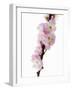 Almond Blossom on a Branch-Kai Stiepel-Framed Photographic Print