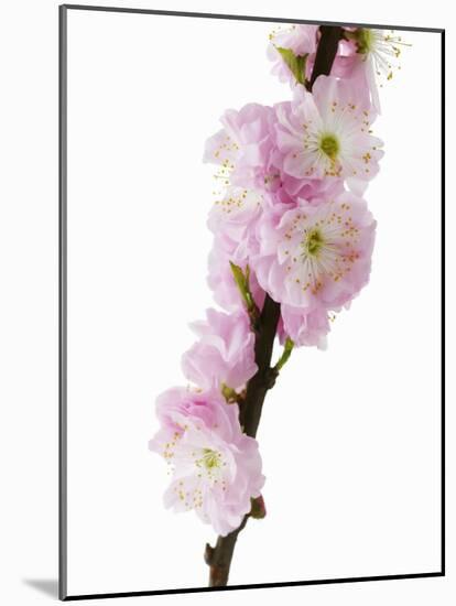 Almond Blossom on a Branch-Kai Stiepel-Mounted Photographic Print