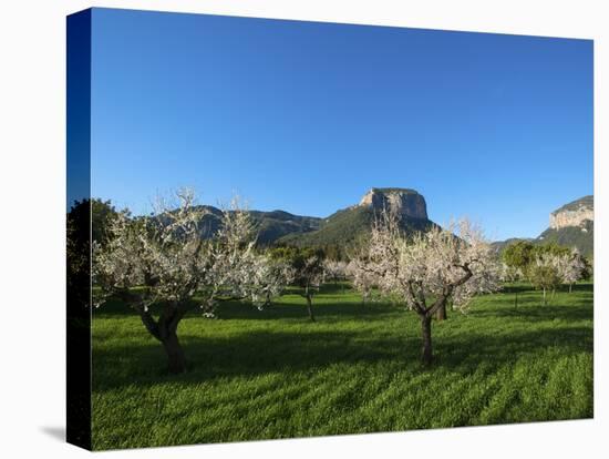 Almond Blossom, Serra De Tramuntana Auf Majorca, Balearics, Spain-Katja Kreder-Stretched Canvas