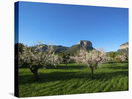 Almond Blossom, Serra De Tramuntana Auf Majorca, Balearics, Spain-Katja Kreder-Stretched Canvas