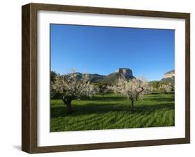 Almond Blossom, Serra De Tramuntana Auf Majorca, Balearics, Spain-Katja Kreder-Framed Photographic Print