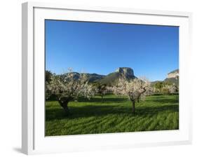 Almond Blossom, Serra De Tramuntana Auf Majorca, Balearics, Spain-Katja Kreder-Framed Photographic Print